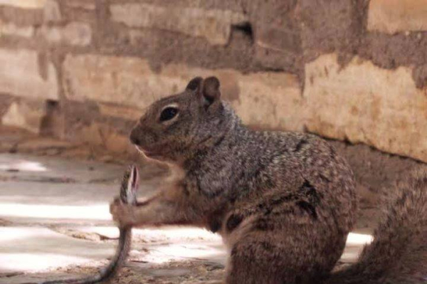 Squirrels cause three power outages in two days in Montana city Squirrels cause three power outages in two days in Montana city