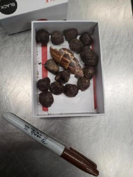 Customs officials seize giraffe poop from traveler at Minnesota airport Customs officials seize giraffe poop from traveler at Minnesota airport