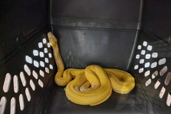 Python caught after 4 months on the loose in Oklahoma Python caught after 4 months on the loose in Oklahoma