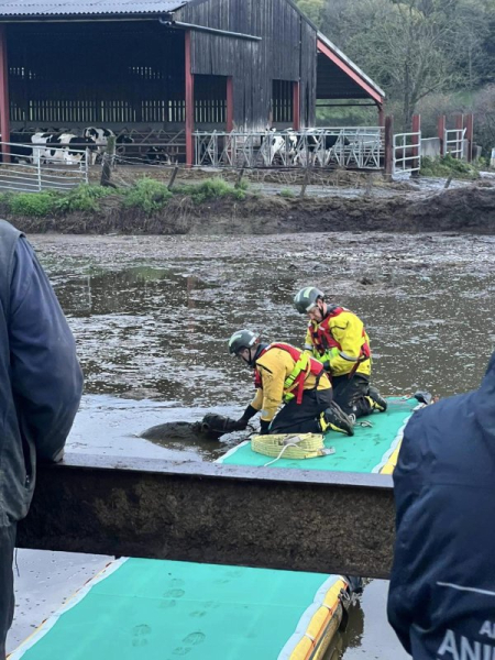 Firefighters rescue calf sinking into slurry pit Firefighters rescue calf sinking into slurry pit