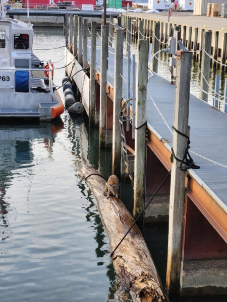Shivering coyote rescued from frigid Lake Erie waters Shivering coyote rescued from frigid Lake Erie waters
