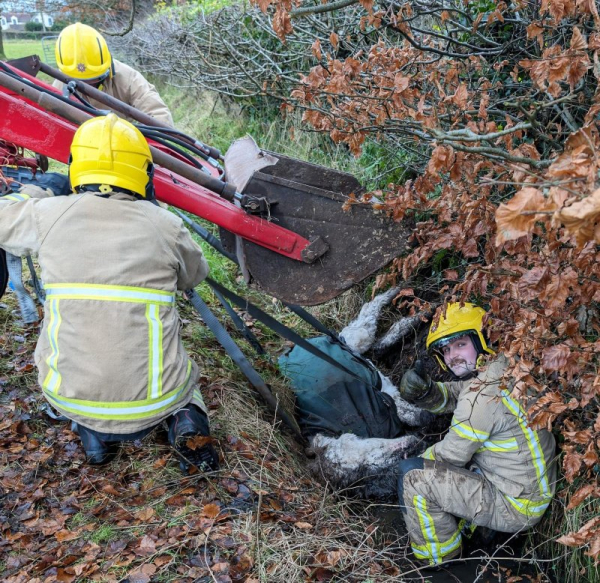 Small donkey rescued from muddy drainage ditch Small donkey rescued from muddy drainage ditch