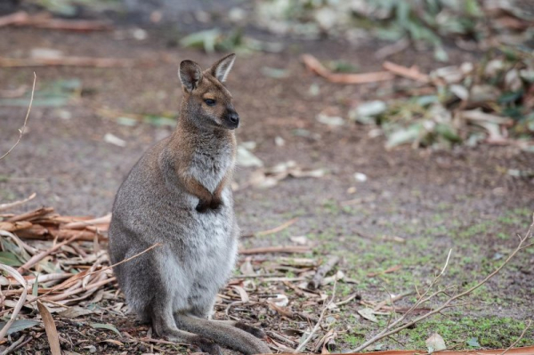 Wallaby found safe after Australia Zoo escape Wallaby found safe after Australia Zoo escape