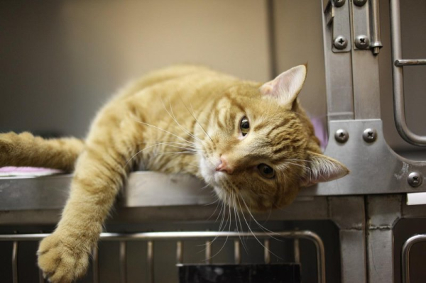 Cat missing for 7 years found at factory 300 yards from home Cat missing for 7 years found at factory 300 yards from home