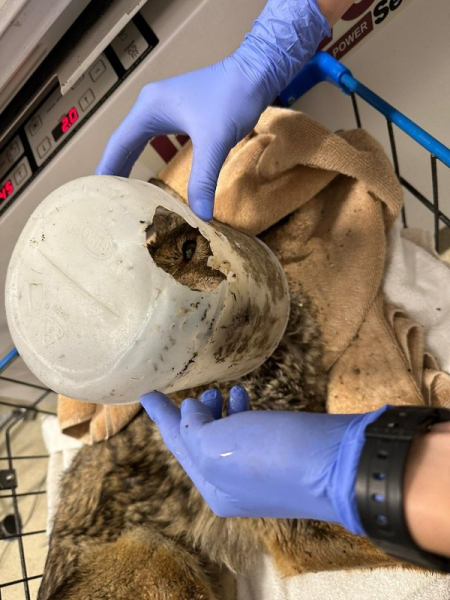 Coyote with head stuck in bucket rescued in San Diego Coyote with head stuck in bucket rescued in San Diego