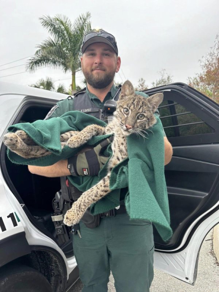 Deputy rescues bobcat in Florida Deputy rescues bobcat in Florida
