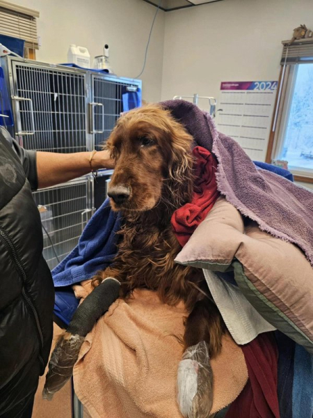 Dog rescued from freezing Michigan river Dog rescued from freezing Michigan river