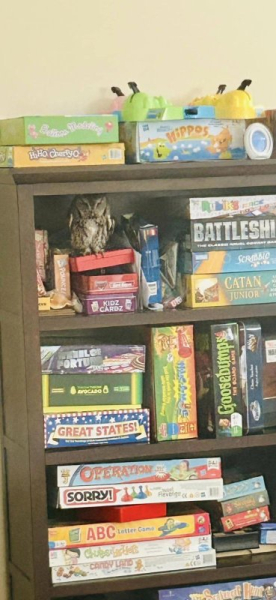 Guess hoot: Screech owl invades Connecticut home, hides among board games Guess hoot: Screech owl invades Connecticut home, hides among board games