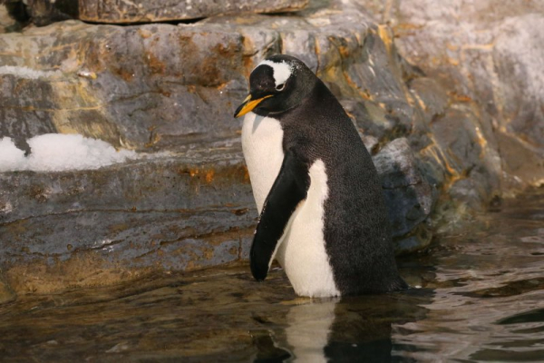 King penguin makes rare visit to South Australian beach King penguin makes rare visit to South Australian beach