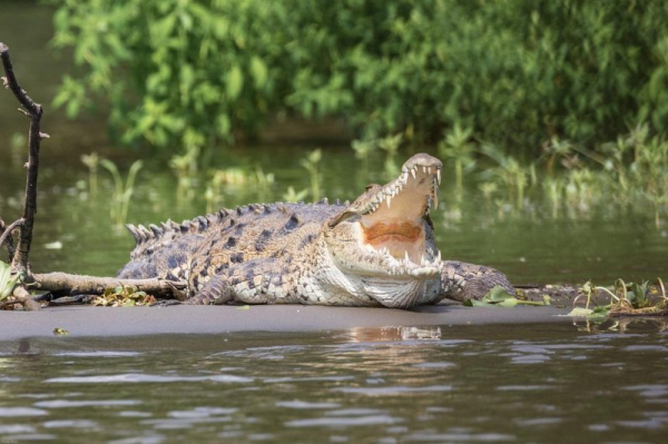 Large crocodile jumps into Australian man's boat Large crocodile jumps into Australian man's boat