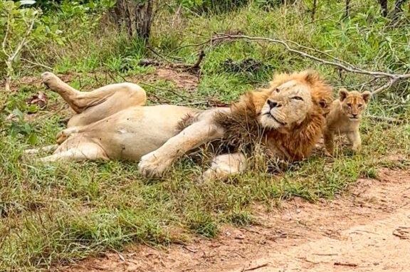 Lion cub sneaks up on sleeping dad Lion cub sneaks up on sleeping dad