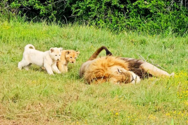 Lion cubs bother dad trying to sleep Lion cubs bother dad trying to sleep