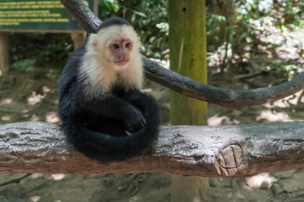 Monkey escapes sanctuary in Ireland to look for love Monkey escapes sanctuary in Ireland to look for love