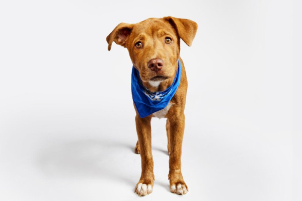 'Puppy Bowl XX' to feature 131 adoptable dogs 'Puppy Bowl XX' to feature 131 adoptable dogs