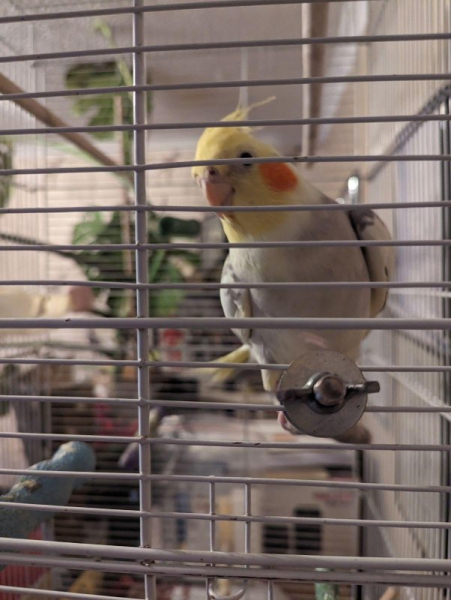 Singing cockatiel found wandering in English town Singing cockatiel found wandering in English town