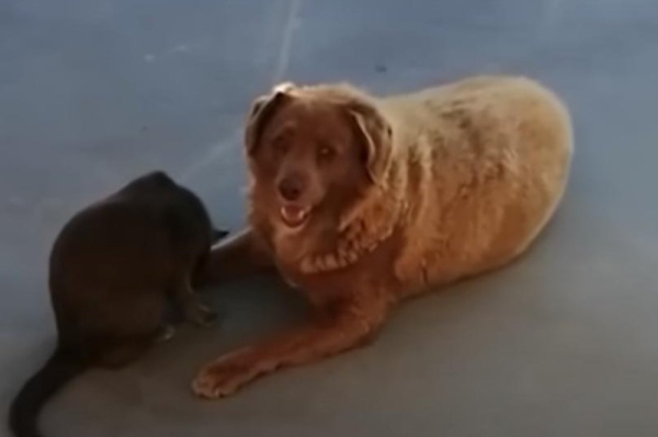 World's oldest dog title under review World's oldest dog title under review