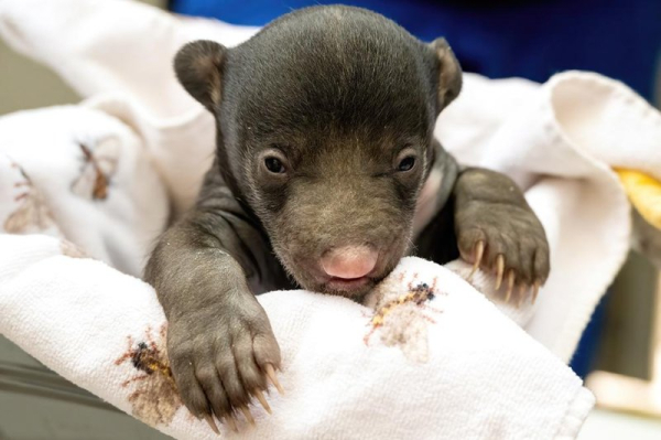 Zoo Miami announces births of two sloth bear cubs Zoo Miami announces births of two sloth bear cubs