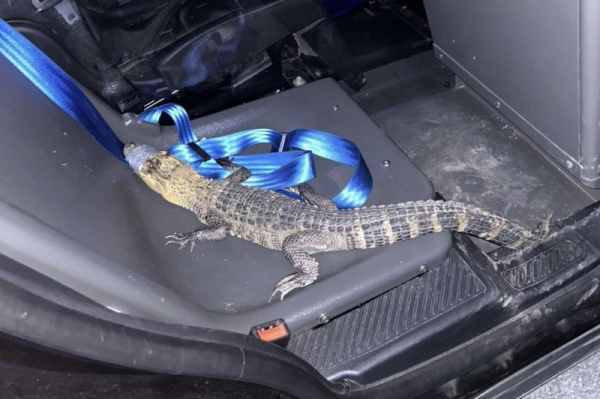 Alligator captured after nearly 6 months on the loose in Pennsylvania Alligator captured after nearly 6 months on the loose in Pennsylvania