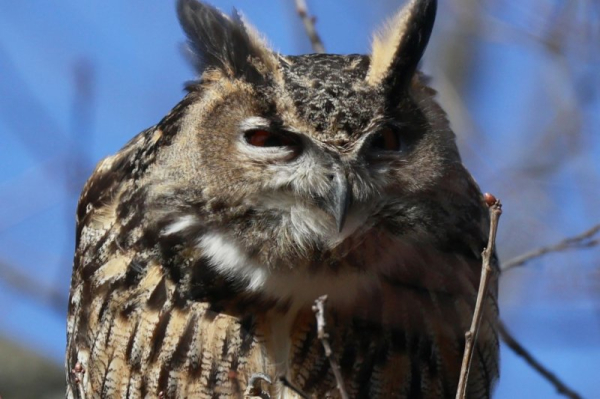 Flaco, who famously escaped NYC's Central Park Zoo, has died Flaco, who famously escaped NYC's Central Park Zoo, has died