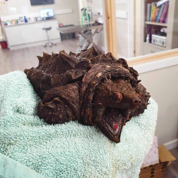Florida-native alligator snapping turtle found in small English lake Florida-native alligator snapping turtle found in small English lake
