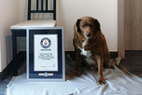 Guinness World Records revokes title for oldest dog ever Guinness World Records revokes title for oldest dog ever