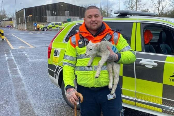 Lamb rescued after two days stranded on busy highway Lamb rescued after two days stranded on busy highway