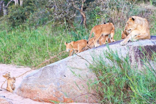 Lion cub tries pulling siblings off rock Lion cub tries pulling siblings off rock