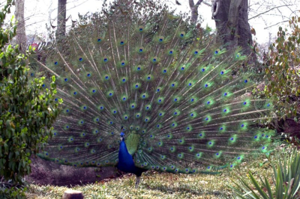 Police hunt for peacock on the loose in Ohio Police hunt for peacock on the loose in Ohio