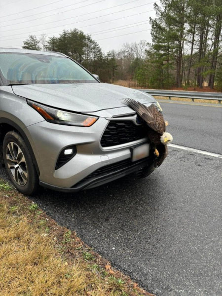 Bald eagle gets stuck in car grille, evades injury Bald eagle gets stuck in car grille, evades injury