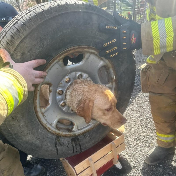 Dog with head stuck in tire rim rescued by New Jersey firefighters Dog with head stuck in tire rim rescued by New Jersey firefighters