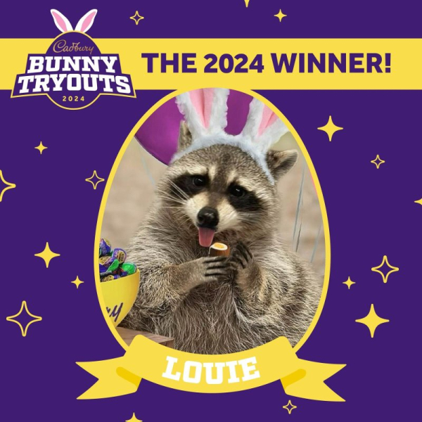 Florida pet becomes first raccoon to be named Cadbury Bunny Florida pet becomes first raccoon to be named Cadbury Bunny
