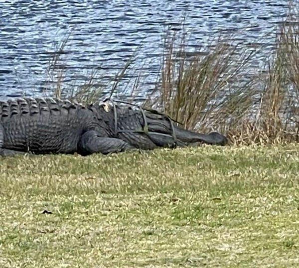 Golf course gator named King Arthur loses his crown Golf course gator named King Arthur loses his crown