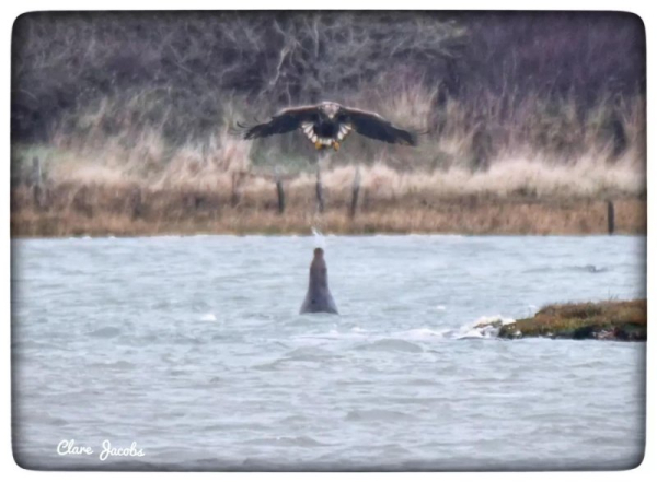 Gray seal spits water stream at eagle in first recorded interaction Gray seal spits water stream at eagle in first recorded interaction