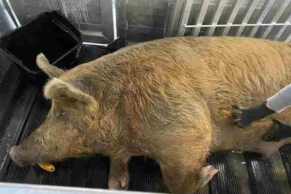 Loose pig lights up social media in two North Carolina towns Loose pig lights up social media in two North Carolina towns