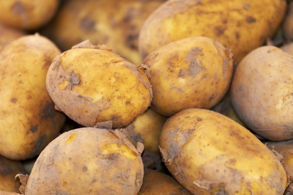 N.C. woman's potato plant grows to 11 feet, 3 inches tall N.C. woman's potato plant grows to 11 feet, 3 inches tall