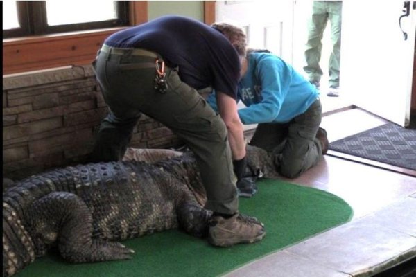 N.Y. man vows to regain 750-pound, 11-foot gator removed from his home N.Y. man vows to regain 750-pound, 11-foot gator removed from his home