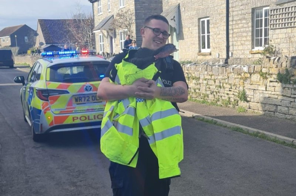 Police apprehend loose turkey in England road Police apprehend loose turkey in England road
