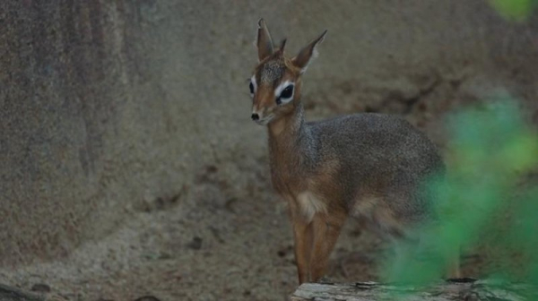 San Diego Zoo welcomes birth of dik-dik calf San Diego Zoo welcomes birth of dik-dik calf