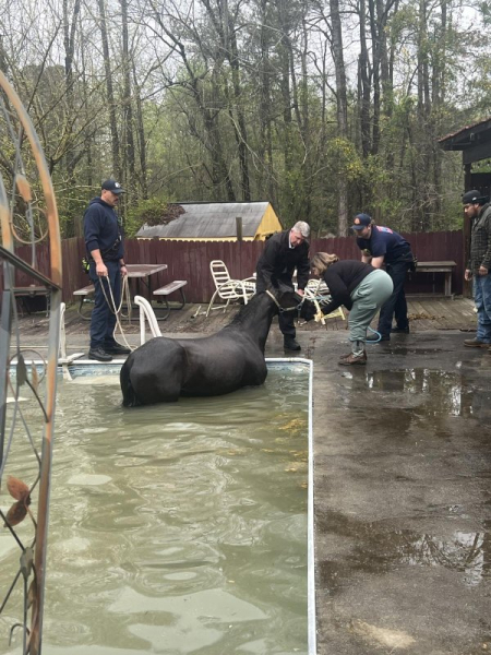 Trapped horse hoisted from swimming pool in Georgia Trapped horse hoisted from swimming pool in Georgia