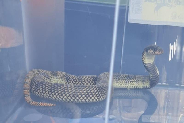 Venomous snake caught after a month on the loose in the Netherlands Venomous snake caught after a month on the loose in the Netherlands