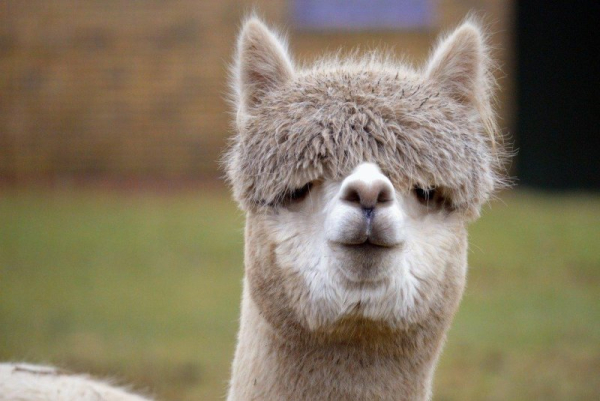 Alpacas block traffic on busy England highway Alpacas block traffic on busy England highway