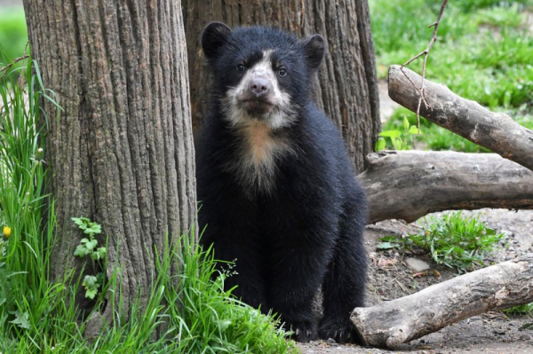 Bear escapes enclosure at northeast India zoo Bear escapes enclosure at northeast India zoo