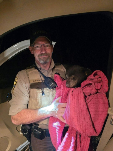 Black bear cub rescued from Minnesota highway traffic Black bear cub rescued from Minnesota highway traffic