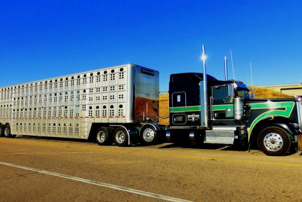 Crash releases cattle onto Virginia highway Crash releases cattle onto Virginia highway