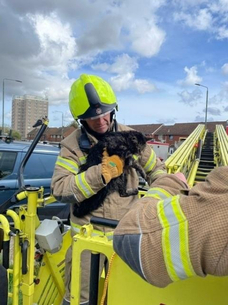 Firefighters rescue cat trapped in chimney for two days Firefighters rescue cat trapped in chimney for two days