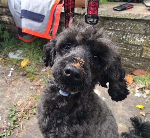 Firefighters rescue poodle trapped under kitchen Firefighters rescue poodle trapped under kitchen