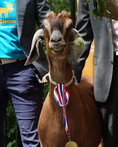 Hoofed hilarity: Five odd tales of GOATed goats Hoofed hilarity: Five odd tales of GOATed goats