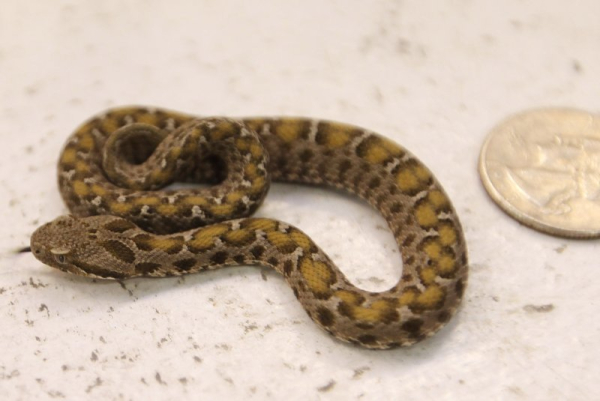 Medical workers ask bite victims to stop bringing snakes to hospitals Medical workers ask bite victims to stop bringing snakes to hospitals