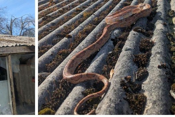 Snake missing for over a year gets dropped on roof by crow Snake missing for over a year gets dropped on roof by crow