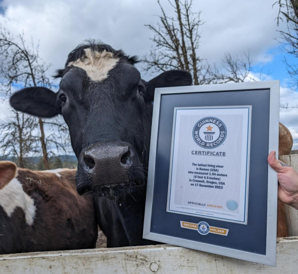 6-foot, 4-inch steer officially the tallest in the world 6-foot, 4-inch steer officially the tallest in the world